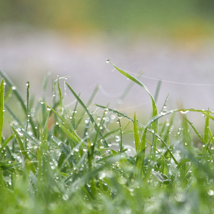 Damp Weather Performance